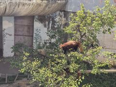 -青藏高原野生动物园