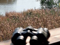 -华侨城湿地公园