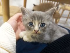 -楼上猫咖(罗湖店)