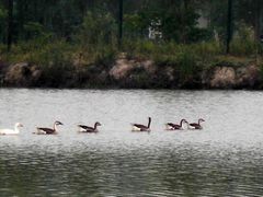 -溱湖国家湿地公园