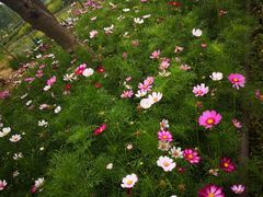 -合肥滨湖国家森林公园