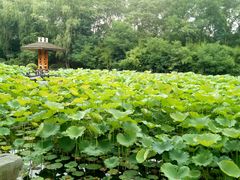 -合肥三国新城遗址公园