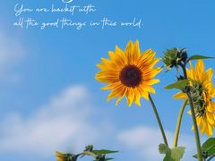 -花开海上生态园