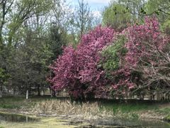 -长白岛森林公园