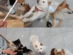 -柴犬小屋·柴餐厅·狗咖食堂(金鼎广场店)