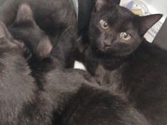 -纳吉亚猫专科动物医院·北北分院