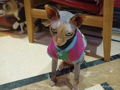 -猫色咖啡·猫咖