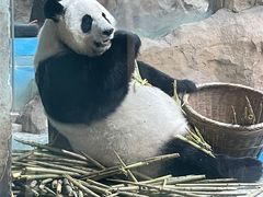 -成都动物园