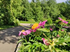 -黑龙江省森林植物园