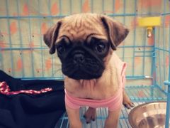 -翊宠yipet猫狗购宠庄园犬舍•猫舍