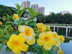 -深圳国际园林花卉博览园