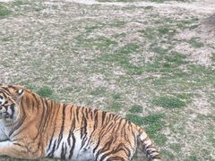-上海野生动物园