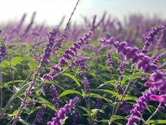 -汉长安城未央宫国家考古遗址公园