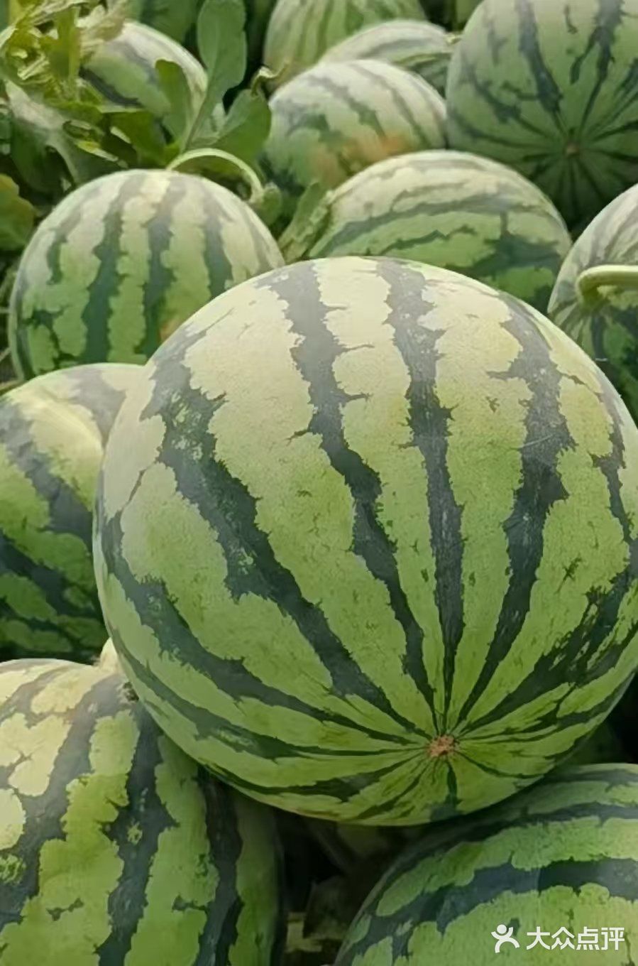 夏天是吃甜甜西瓜的季节