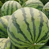 夏天是吃甜甜西瓜的季节