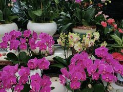 -桂林市花鸟市场