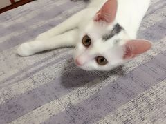 -芭比堂动物医院·24小时·眼科中心(深圳中心)