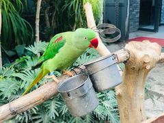 -南宫五洲植物乐园