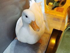 -极木²邸 人与宠物·互动社区