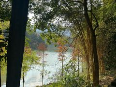 -广州白江湖森林公园