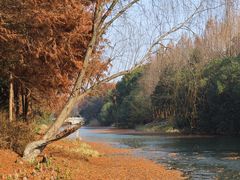 -贡湖湾湿地公园