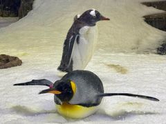 -悉尼海洋生物水族馆