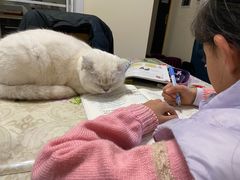 -喵zoo家庭繁育猫舍(尖东智能花园店)