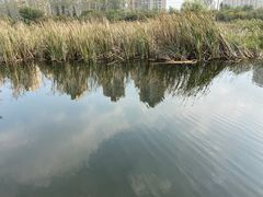 -前关湿地公园