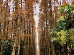 -东平国家森林公园