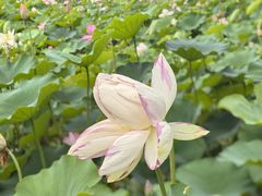 -莲花池公园