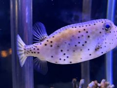 -太平洋海底世界