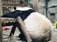 -栾川竹海野生动物园