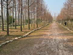 -合肥滨湖国家森林公园