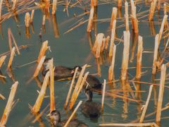 -野鸭湖国家湿地公园