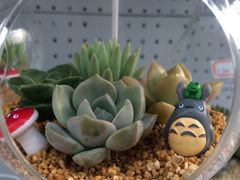 iphone_upload_pic-上海鲜花港
