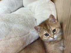 -屋虎猫馆(宝安大仟里店)