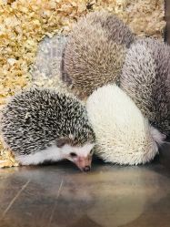 -酷嗒动物文化乐园(cutezoo西溪乐天城店)