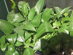 -手选潮汕鲜牛肉火锅(二七广场店)
