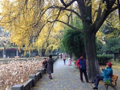 四川大学(华西校区)-四川大学(华西校区)