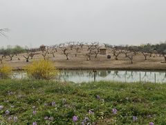 -乌村