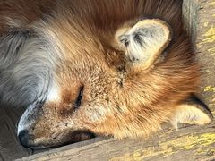 -宫城藏王狐狸村