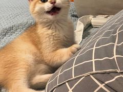 -喵zoo家庭繁育猫舍(尖东智能花园店)