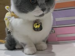 -瑞派名望24h动物医院异宠专科·猫专科·骨科·重症监护分院