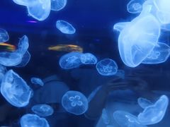 -芜湖新华联大白鲸海洋公园