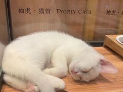-袖虎·猫馆(体育西路店)