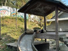 -中国大熊猫保护研究中心雅安碧峰峡基地
