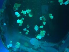 -白鹿仓冰雪海洋世界