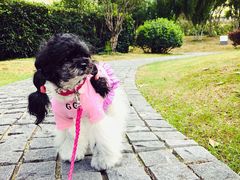 -PETKIT 小佩宠物·低压洗护·美容·寄养(安远店)