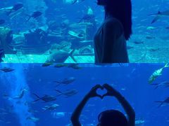 -亚龙湾海底世界