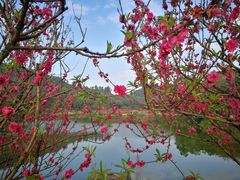 -南国桃园旅游度假区